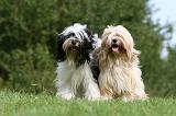 TERRIER DU TIBET 179